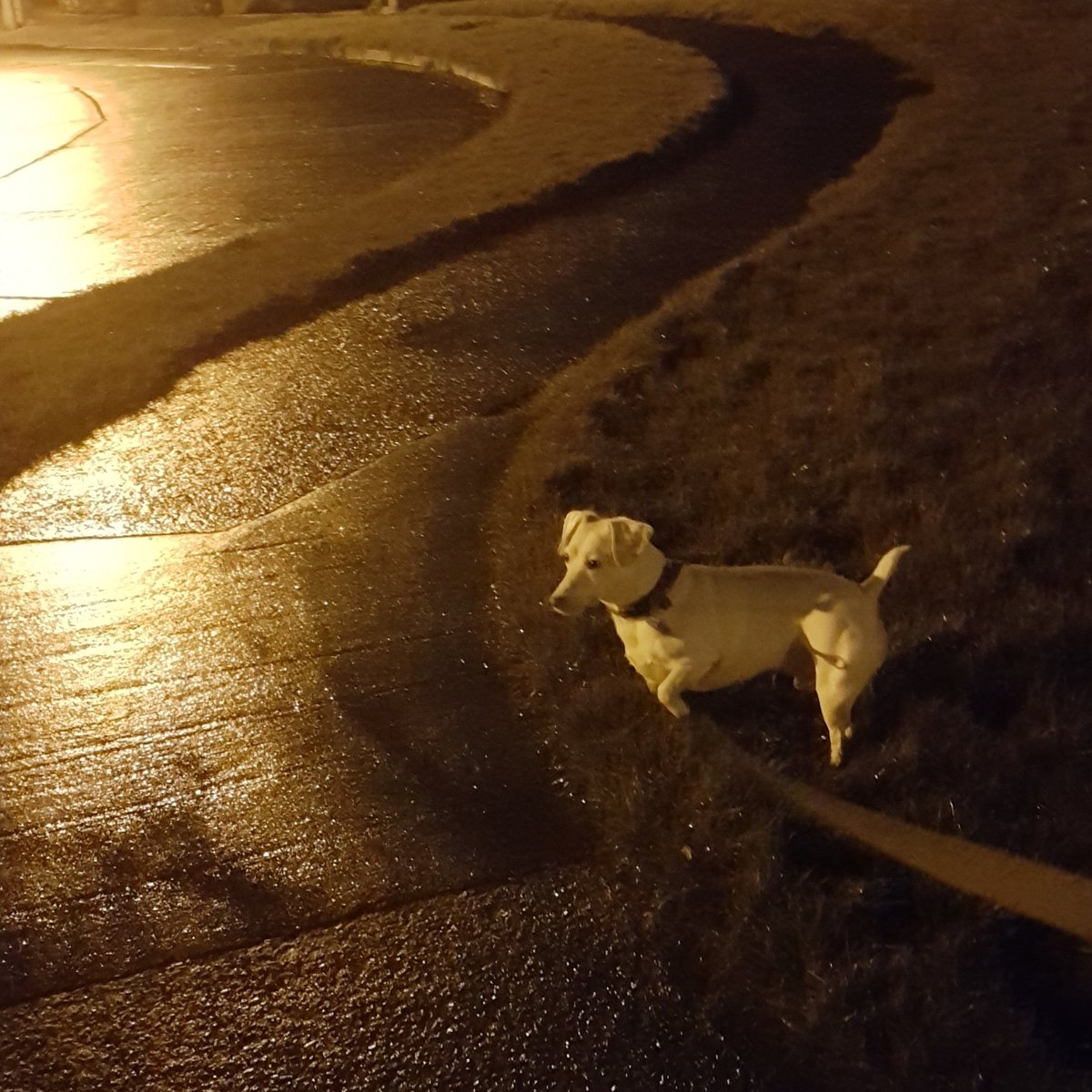 SwCrumlin's tweet photo. Day 14 of #100daysofwalking  That's two weeks done! I usually try to get out with friends or family, but I'm out on my own today so walking a little faster. #feelinggood #DogsofTwittter https://t.co/6xJjIFFauj