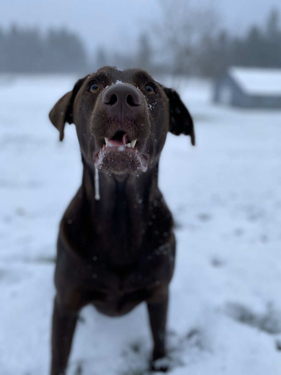 LexiLou1's tweet photo. My favorite pup ❤️❄️ https://t.co/fDTSF1PBZY
