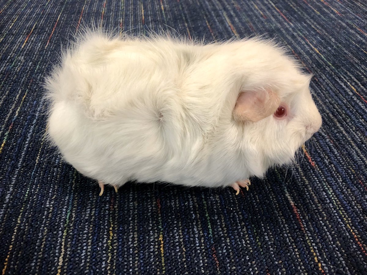 HicksLeaders's tweet photo. Observing properties of our friend Tibi, the guinea pig, visiting from  @LivingMaterials! @BayEaglesSoar https://t.co/1rvnDQ4Eqt