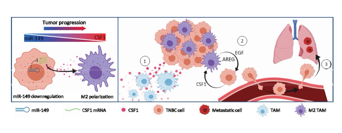 CR_AACR's tweet photo. miR-149 functions as a metastasis-suppressing #microRNA in #BreastCancer cells and miR-149 downregulation promotes #TumorProgression and #metastasis Sánchez-González et al show #TNBC @Uni_Stuttgart @srcsb https://t.co/ciaQTB4QJN https://t.co/vhC9oFlUfR