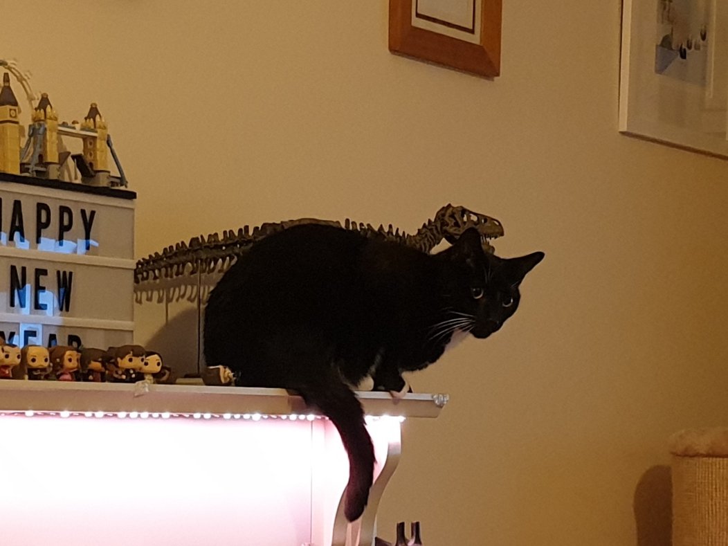 AwGeorgeCat's tweet photo. Um, what's a "T-Rex" and why do we have one? 
#confusedcat https://t.co/27kqVxKqrM