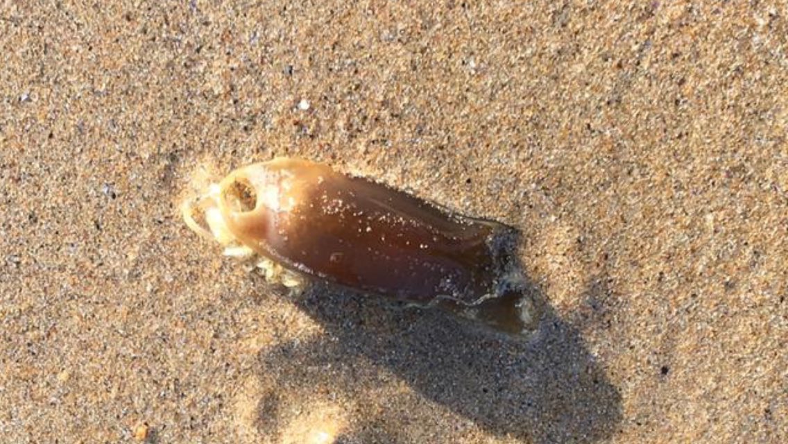 EpiJackie's tweet photo. A catshark egg case, I think #Tullagh #Inishowen #Donegal https://t.co/8UZ93Y8AWo