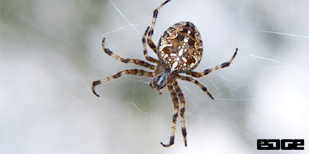 Fun Fact – you are more likely to be killed by a bottle cork than by a poisonous spider. Don’t tempt fate, call Edge to take care of those spiders! #edgeservicing #spiders