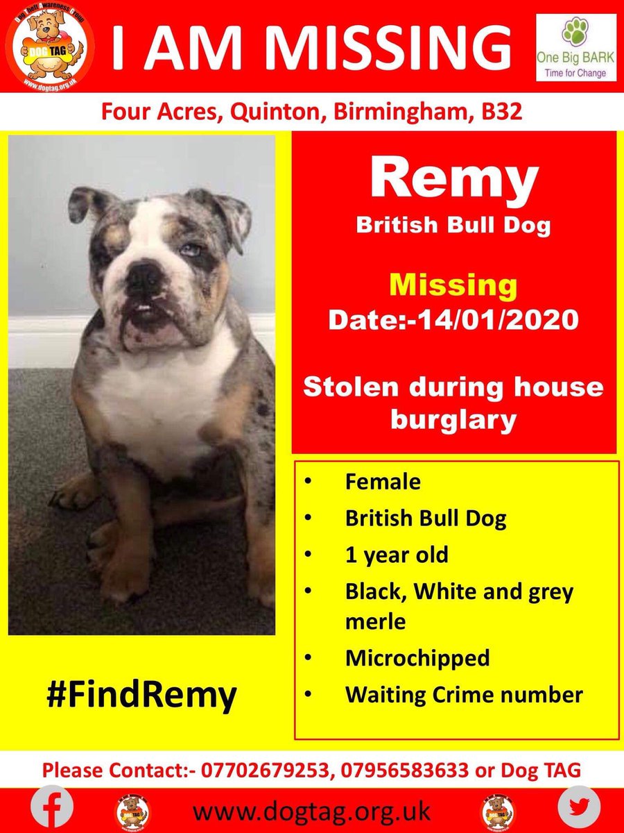 DogTAGMids's tweet photo. .@bbcwm Pls RT #FindRocco &amp; #FindRemy #stolen during burglary in #Quinton #Birmingham #MakeTooHotToHandle https://t.co/458lLkd8al
