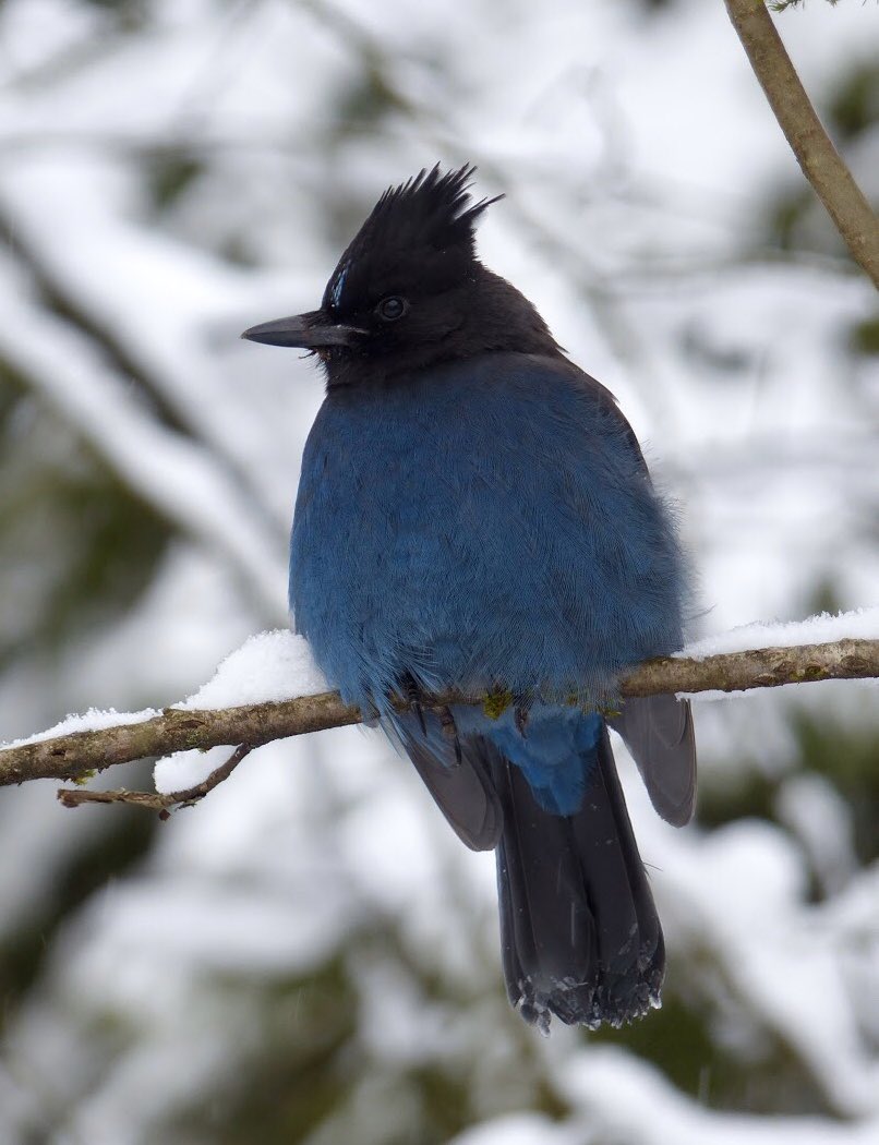 hinganai's tweet photo. #StellersJay or #MountainJay was far more subdued than their typical raucous lifestyle. Not quite maximum #floof level but getting up there. They stand out so colour fully against the whiteness. #winterbirding #StanleyPark https://t.co/fvssc5LZba