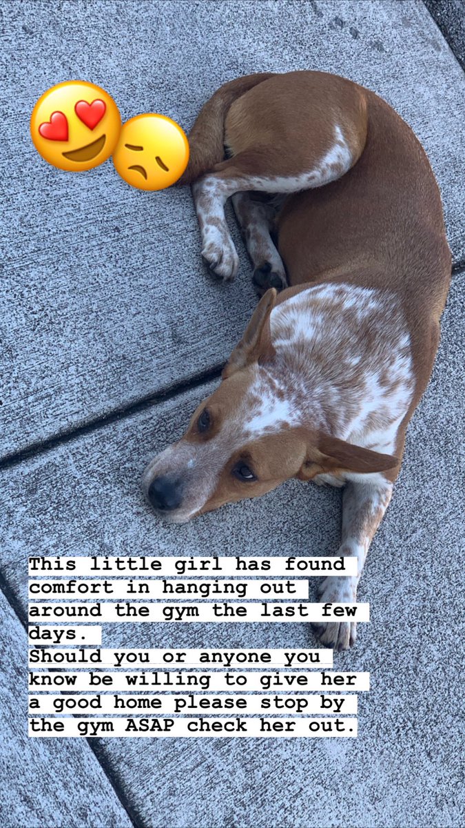 This little girl has found comfort in hanging out around the gym the last few days. 

Should you or anyone you know be willing to give her a good home please stop by the gym ASAP check her out.