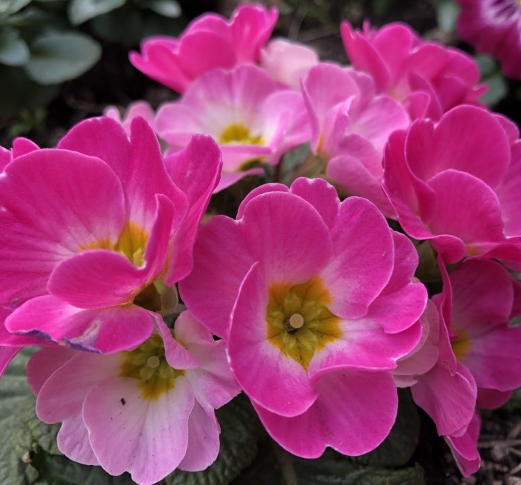 明日咲く花 明日咲く花