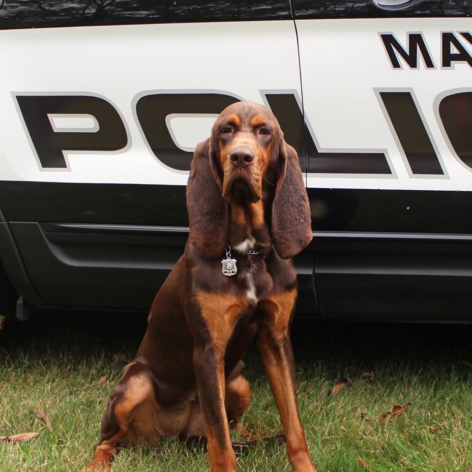 FindemScentSafe's tweet photo. Exciting development with @FindemScentSafe
announcing it will partner with @MaywoodPolice
(NJ) &amp; the talented K9 Bloodhound Remi to provide invaluable support/help with missing person cases! Free Scent Safe kits will be given to eligible residents #MaywoodPolice #FindemScentSafe https://t.co/AWwcVBtEaY