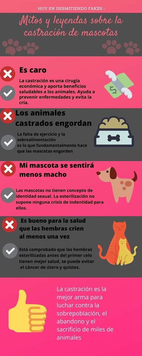 SPBaixVinalopo's tweet image. 🐾DALES CALIDAD DE VIDA, ESTERILIZA🐾

Existen muchos mitos y leyendas  sobre la esterilización y por eso, hoy vamos a desmentir algunos por si aún tienes dudas de castrar a tu mascota.🐰🐱🐶