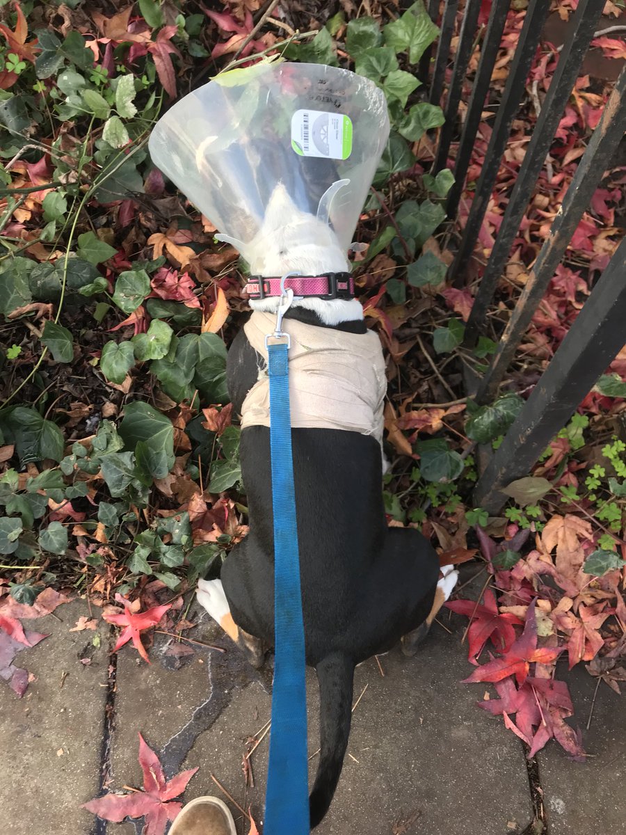 DogsCruz's tweet image. Alice gets her splint and cone removed today. It’s been a hellish month keeping her crated. Hope! #bullterriers