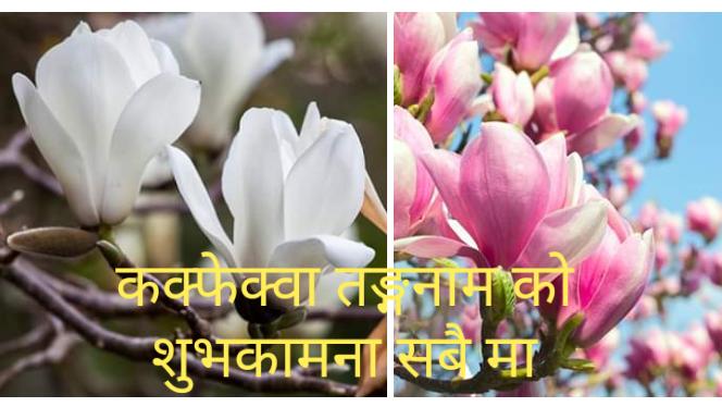 gnilmat's tweet photo. येले सम्बत ५०८० कक्फेक्वा तङ्गनाम(माघे सक्रान्ती को हार्दिक मङ्गलमय शुभकामना https://t.co/qDNBFn1FuL