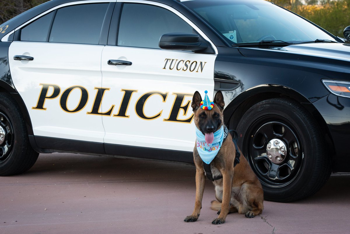 SgtK_Wilson's tweet photo. Happy Birthday K9 Bosco! Hope you and the rest of the @tucsonpolicek9 guys got to celebrate yesterday by sniffing out some crooks! https://t.co/Exe85Ag5RQ