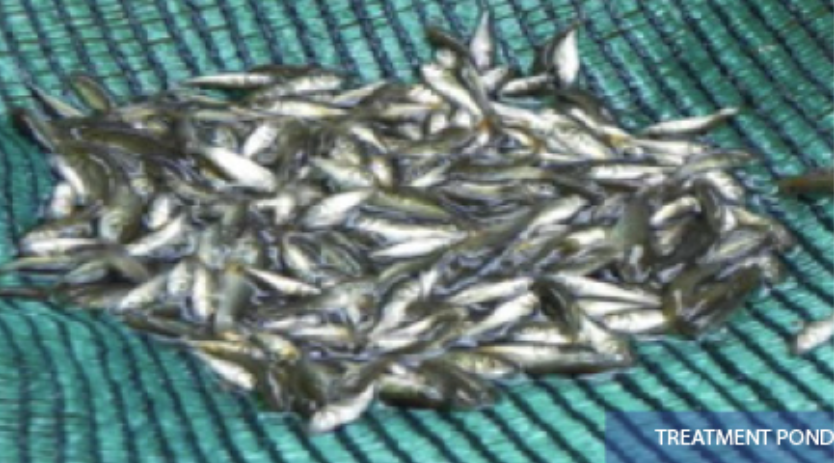BluePlanetLabs's tweet photo. With ACF-PAC, rohu fish in India showed consistent growth, improved survival rates, and increased biomass.

Pic 1: Before ACF-PAC
Pic 2: With ACF-PAC

Learn more of the details here: https://t.co/vLLZpGNRPO

#HarvestYourPotential #AquaFarming https://t.co/ZtaQAYcW5Q