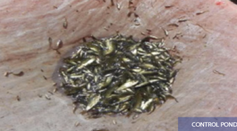 BluePlanetLabs's tweet photo. With ACF-PAC, rohu fish in India showed consistent growth, improved survival rates, and increased biomass.

Pic 1: Before ACF-PAC
Pic 2: With ACF-PAC

Learn more of the details here: https://t.co/vLLZpGNRPO

#HarvestYourPotential #AquaFarming https://t.co/ZtaQAYcW5Q