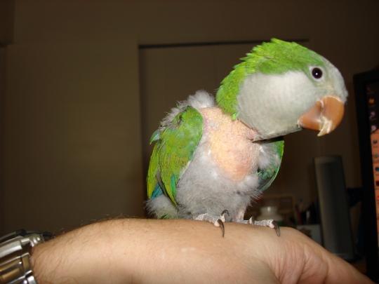 Here is something green I'm raising...