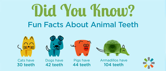 RMBentz's tweet photo. Some fun facts for your Tuesday!  Do you know how many teeth you have? #DentalTrivia https://t.co/UsmXUEVn32