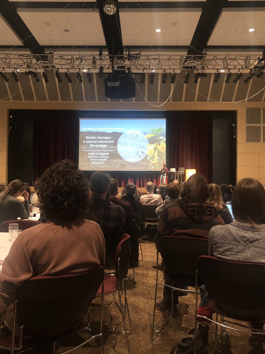 naomibot's tweet photo. The #monkeyflower enthusiasm has taken over #NorCalBot2020! @eco_genome tells us about the nectar inhabiting microbes of #Diplacus aurantiacus. There are so many questions to ask to investigate how microbial communities in nectar can affect plant fitness. https://t.co/MrAttTLwAG