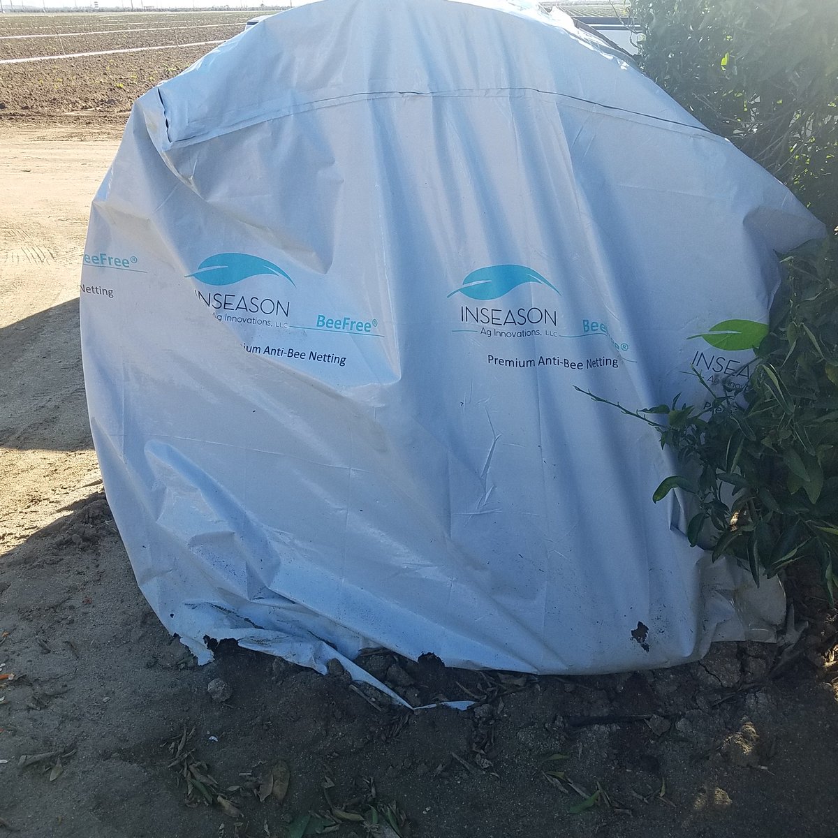 citrusIPM's tweet photo. Unusual holes in your netting? Check out this little guy's out door dining near the grand front entrance  and the more discrete exit to the rear. https://t.co/LrtyawVIWG