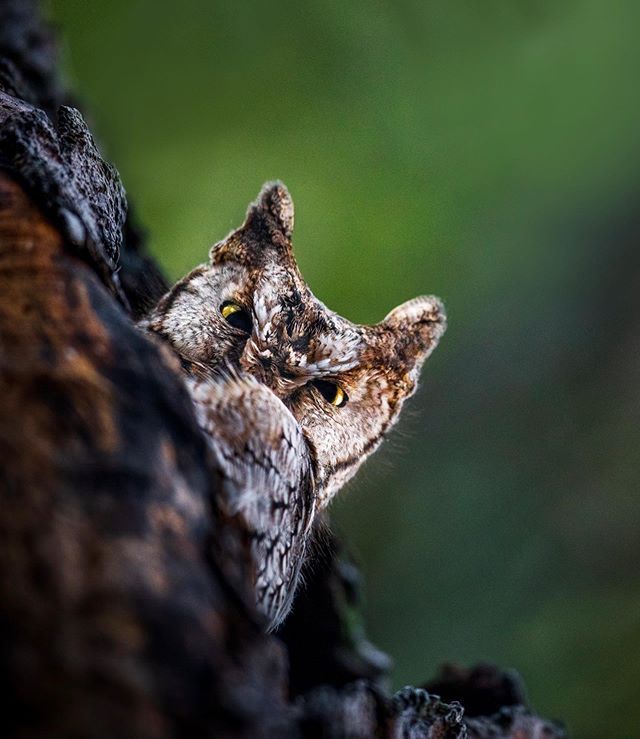 IsolatedOutdoor's tweet photo. Lets have a staring contest? Lets see who wins! 🙄 
#owl #owls #staringcontest https://t.co/QpJoyfSbGC