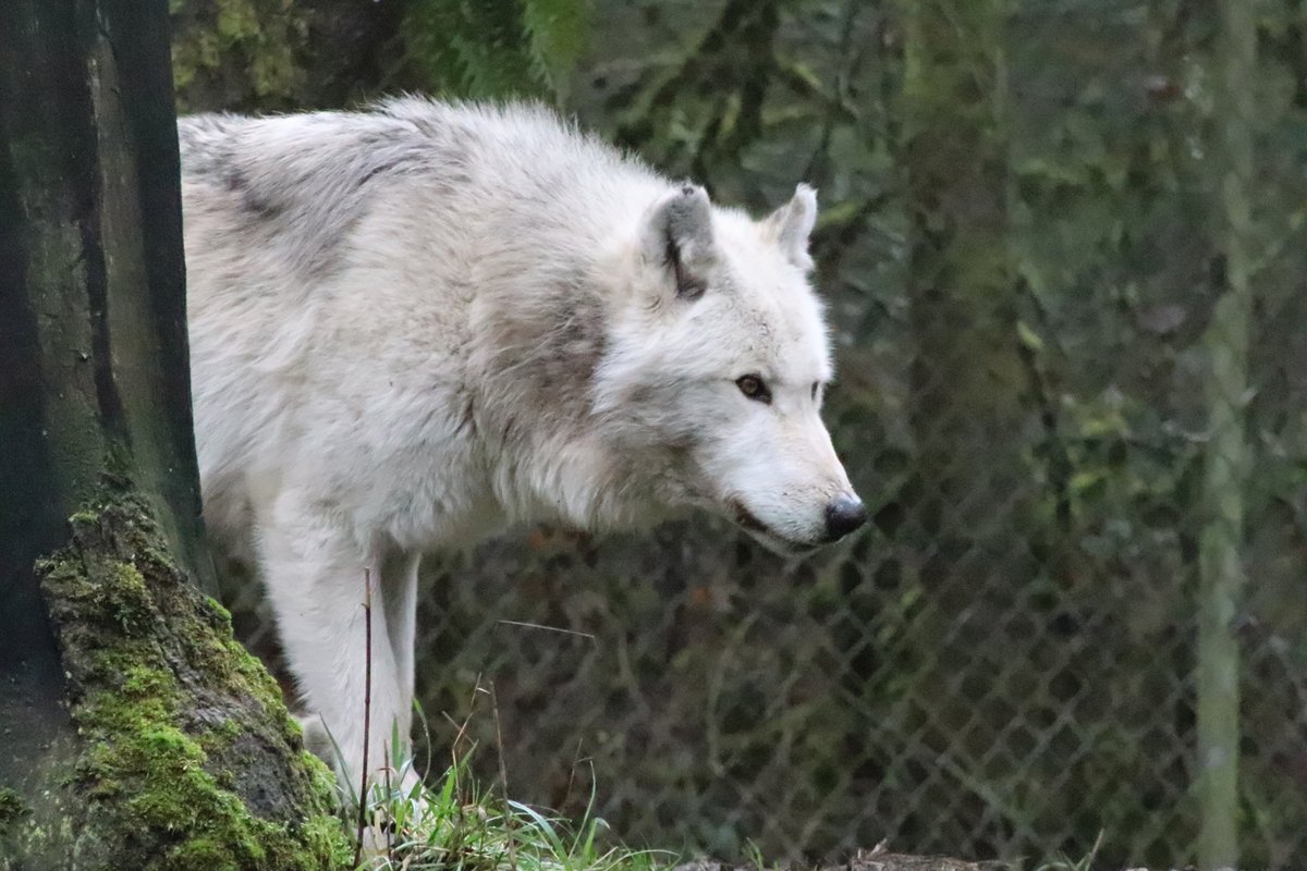 wolfhavenint's tweet photo. Hello to Grayling, our newest resident at Wolf Haven. This handsome 4-yr old male wolf came here from @RedRiverZoo in Fargo, ND. Grayling (left) shares an enclosure with Aponi, a 9-year old, very tall female wolf from @woodlandparkzoo. https://t.co/0prp63qYqQ