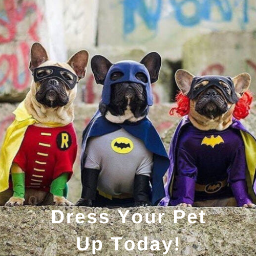 HoopisGroup's tweet photo. Don't forget to dress up your pet today because it's national dress up your pet day! https://t.co/bchI7kV8iQ