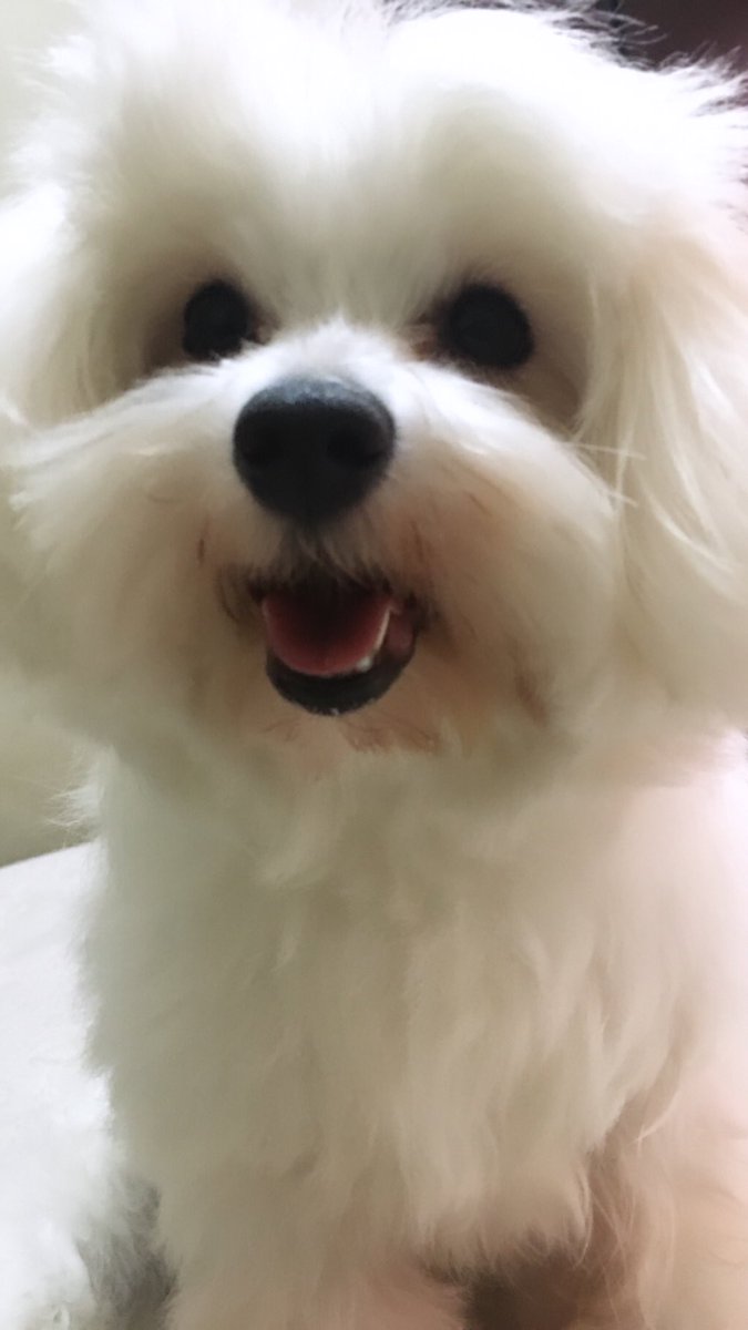 CocoMalteseDog's tweet photo. Martes Loco? 🍕 Quién se apunta? https://t.co/QNIyqzJMlN