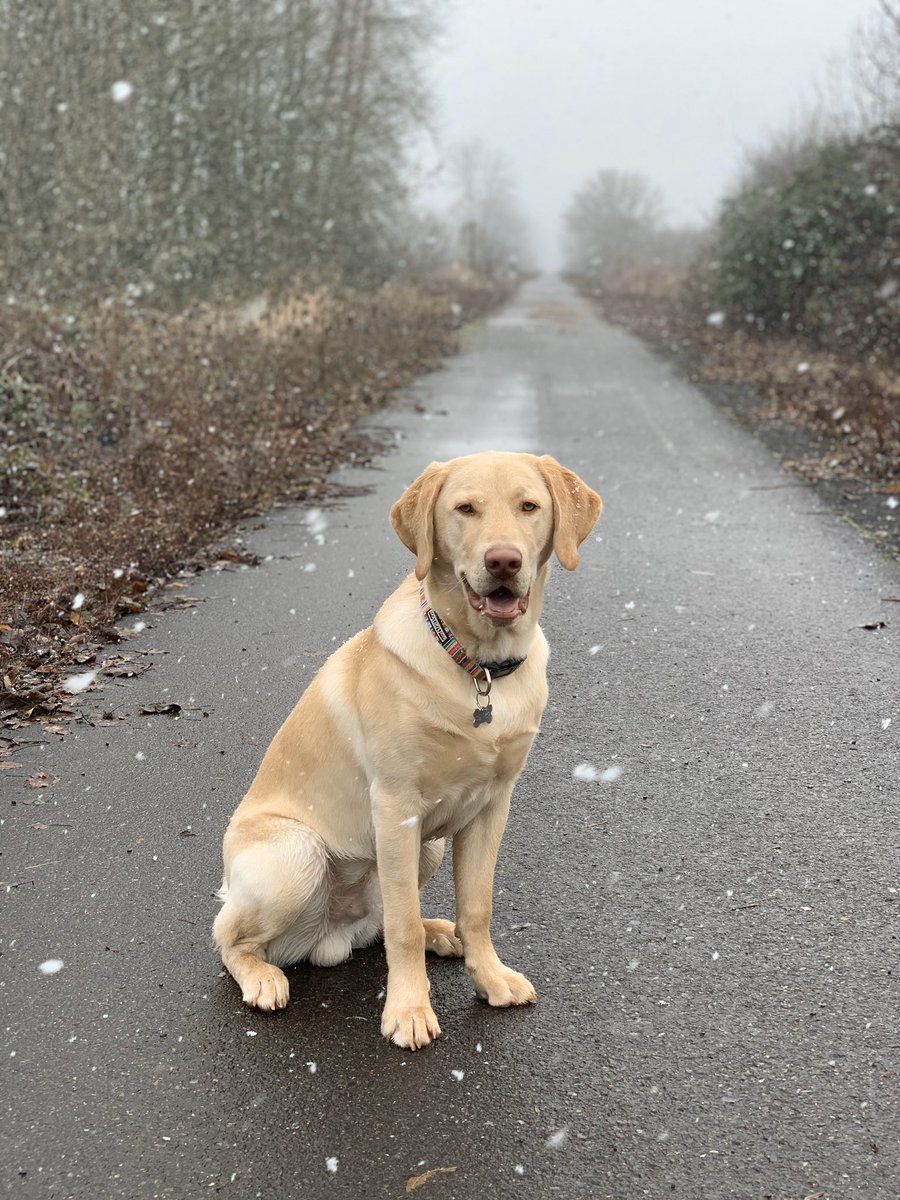 JohnShark4's tweet photo. First real snow has Oliver very excited! https://t.co/EahmQa0IhN