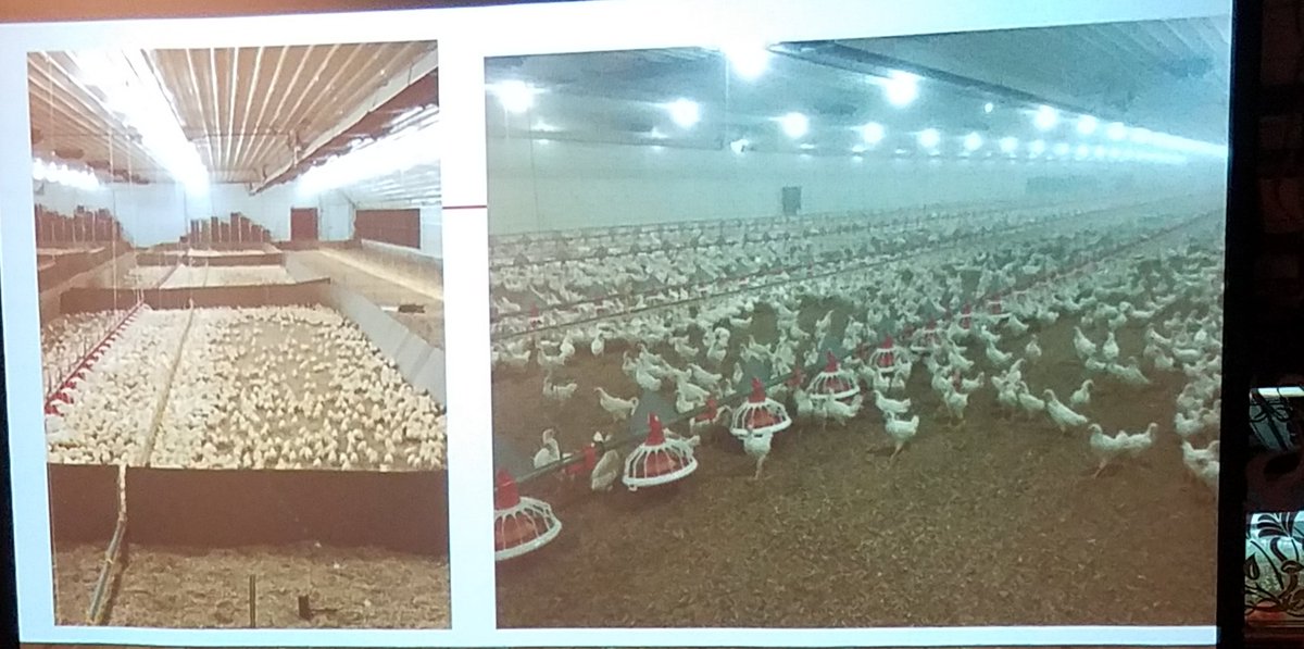 JimHoffmann23's tweet photo. The hard working Jason Purdue gave the York Sunrise #Sertoma program this morning. The family has a contract for #pullet production raising one day old chicks through 16 weeks. Great to have these #entrepreneurs in York County. https://t.co/uvnalGD0kQ