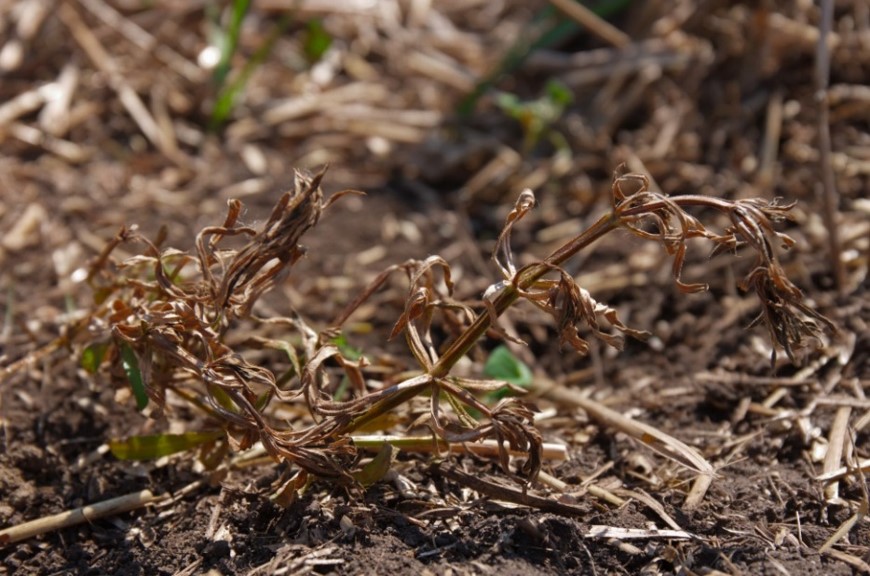 Give your canola the best start possible with Prospect™ Herbicide. Prospect is now registered for use ahead of seeding canola. Tank mix with Glyphosate for 3 modes of action control against tough broadleaf weeds like cleavers, flixweed and spr.ly/60161jufs #WestCdnAg