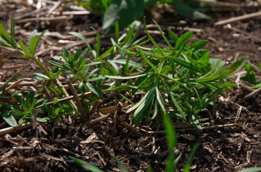 CortevaCA's tweet photo. Give your canola the best start possible with Prospect™ Herbicide. Prospect is now registered for use ahead of seeding canola. Tank mix with Glyphosate for 3 modes of action control against tough broadleaf weeds like cleavers, flixweed and https://t.co/Bbk5xvay3a #WestCdnAg https://t.co/s8sMDVZj7A