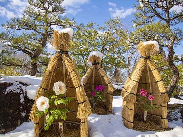 風 花イベント 冬咲きぼたん展 年1月11日 土 2月24日 月 冬に咲くように開花時期を調整した冬ぼたんの花鉢を鑑賞 国営備北丘陵公園 広島県庄原市三日市町4 10 T Co 1fpderqqll T Co Zv7bzf1rht 風 花イベント 冬咲きぼたん展 年1月11日 土 2月24日 月 冬に咲くように開花時期を調整した冬ぼたんの花鉢を鑑賞 国営備北丘陵公園 広島県庄原市三日市町4 10 T Co 1fpderqqll T Co Zv7bzf1rht