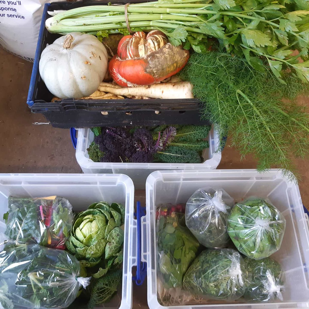 Veg in an abundance, its like summer never ends. Best job in the world