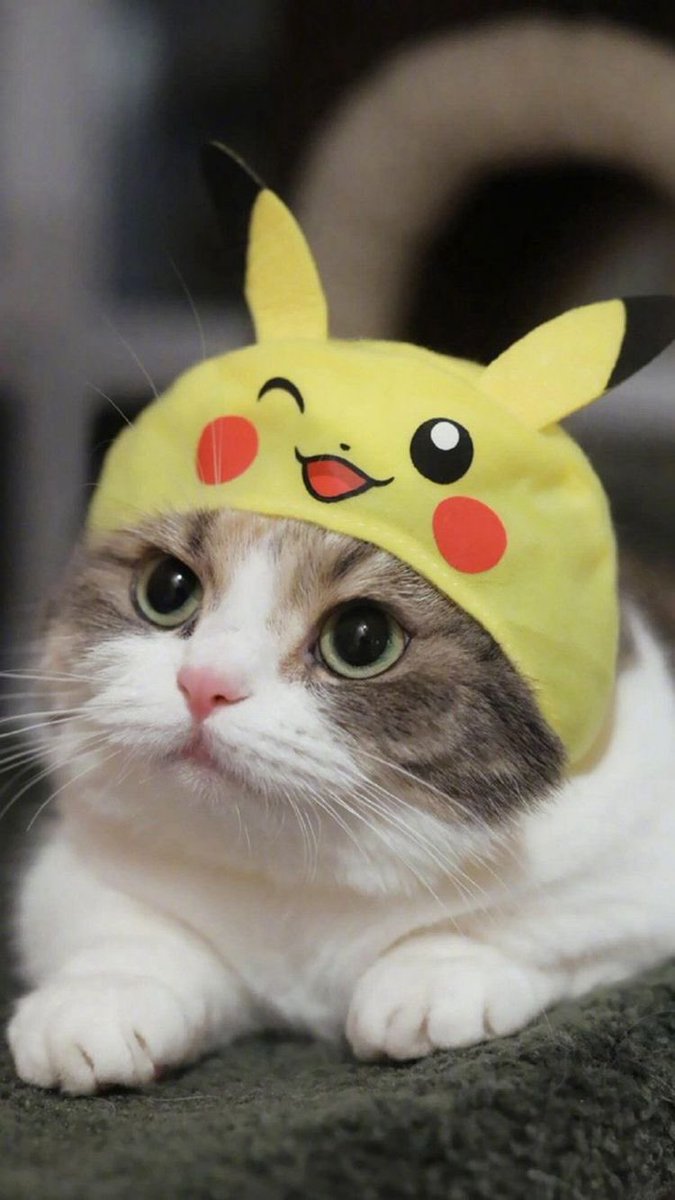 思わず保存したくなる 猫画像集 On Twitter ピカチュウ ねこ 癒