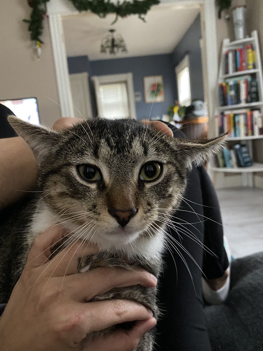 savannahlessing's tweet photo. Look I turned my cat into a more pissed off version of baby yoda https://t.co/vapL5AZrAp