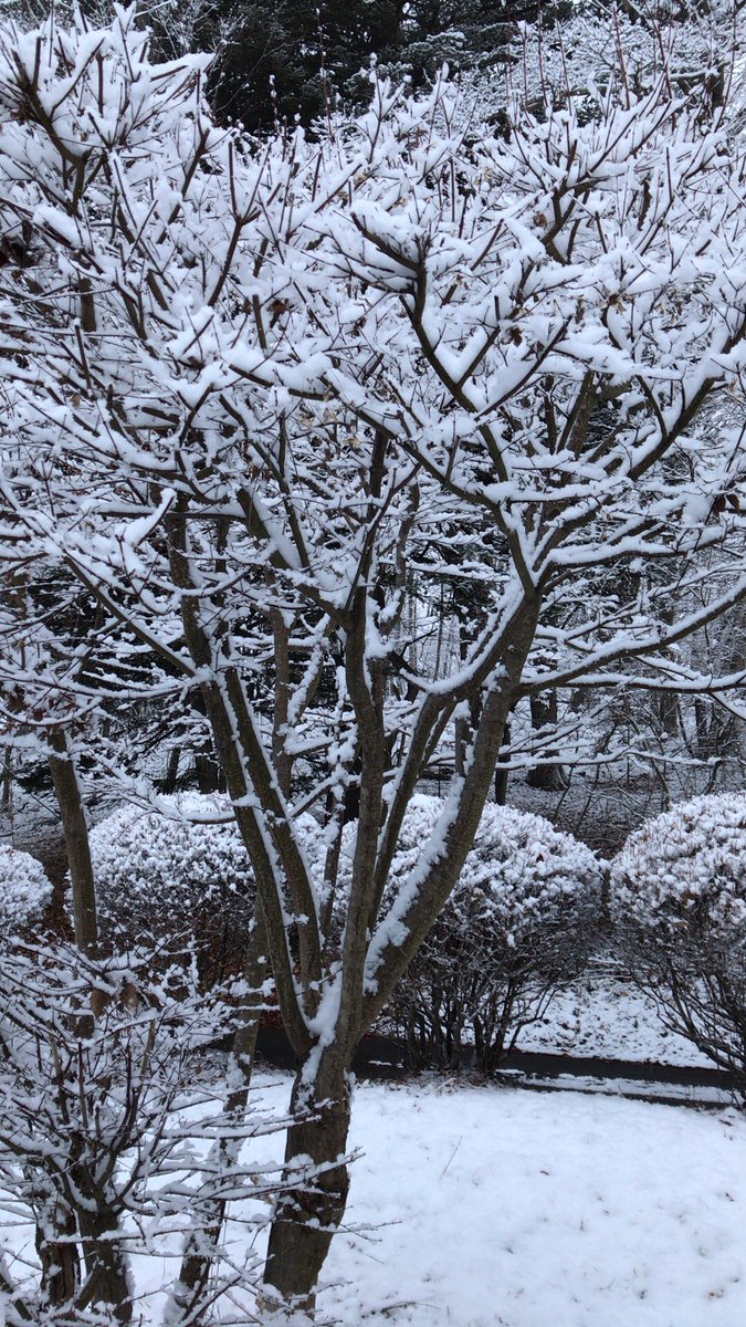 KtM0K0's tweet photo. 本日は雪。 https://t.co/NcBlo0Dm4J