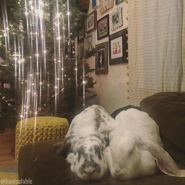 Bunloafable tweet media