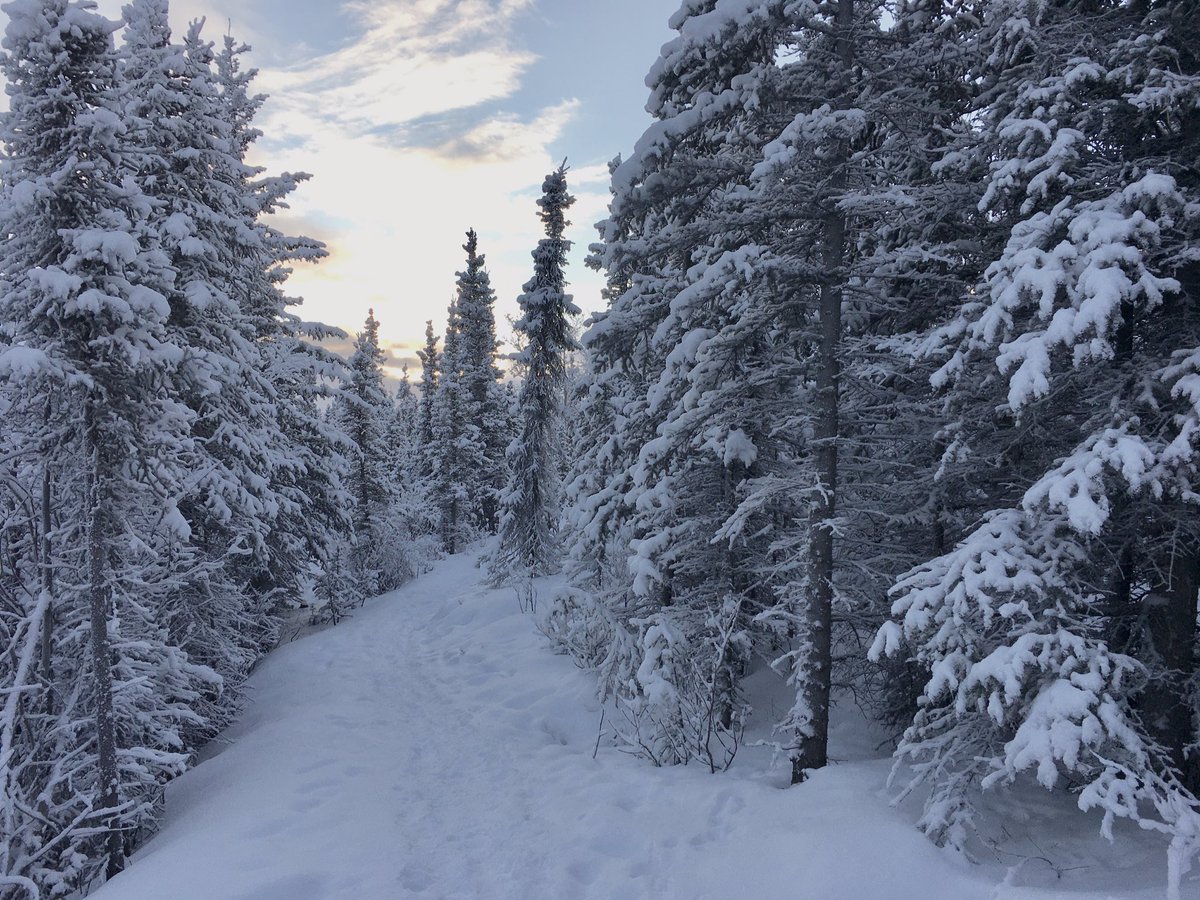 A snowy trail meanders through a forest of snow-covered spruce trees.
