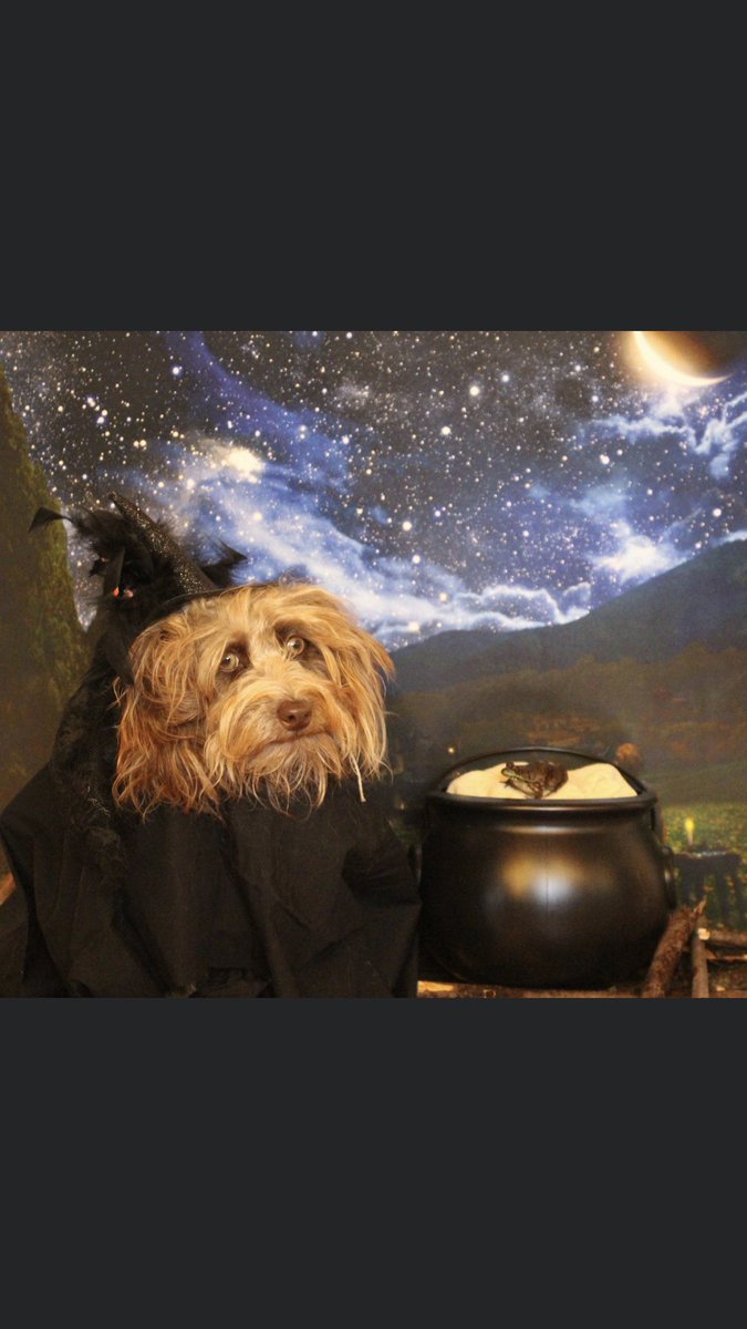 AlyssaRiddle's tweet photo. I don’t know who needs to see this but my aunt acknowledges nearly every holiday by dressing her dog up and posting the picture in our family Facebook group and this is the kind of positivity we need going into 2020 https://t.co/Liu1oXpnVz