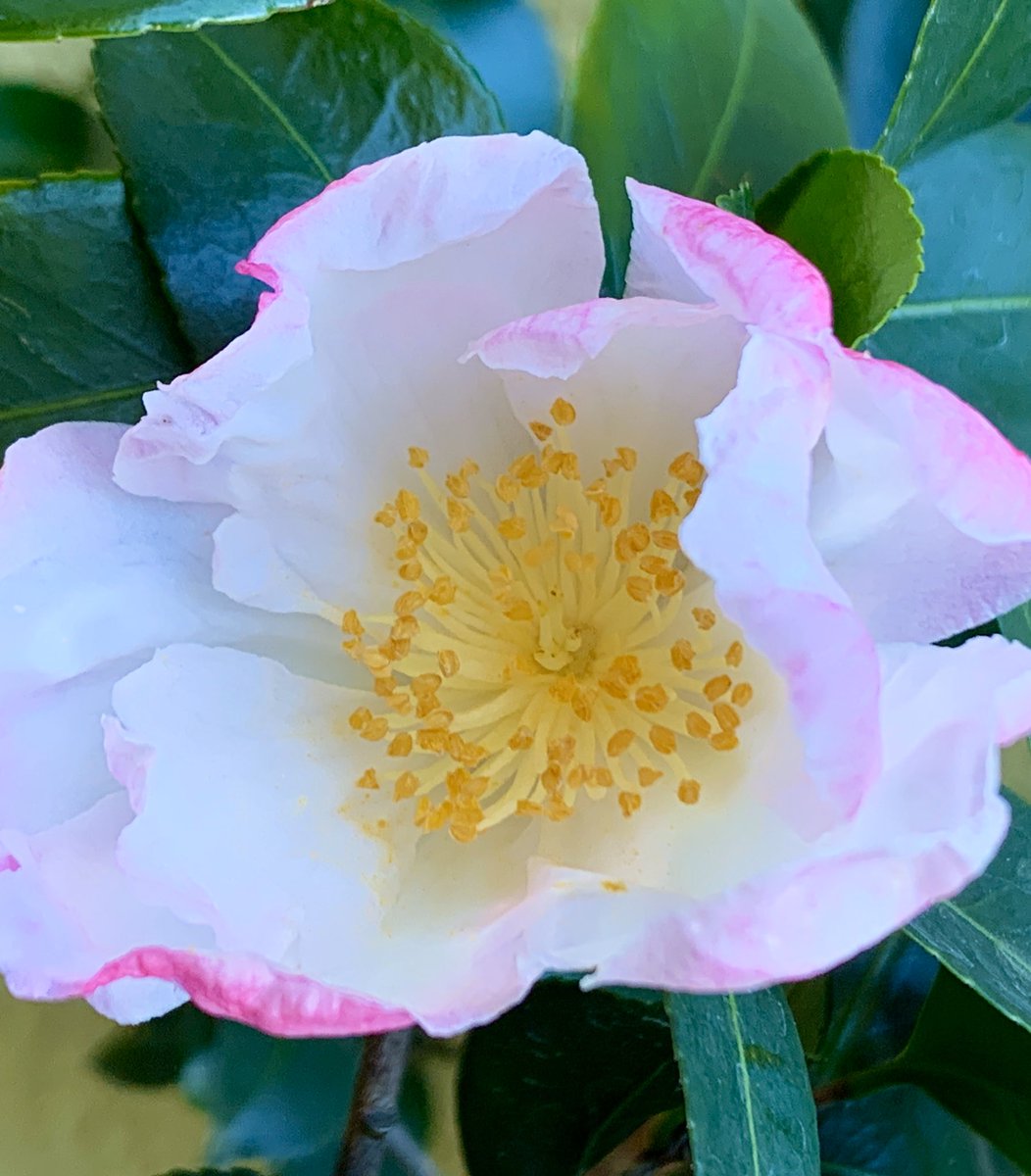 Lynn Hatamiya tweet media