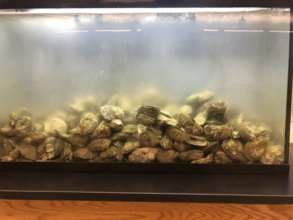 Varina High School Oyster reef gets a boost with a makeshift protein skimmer