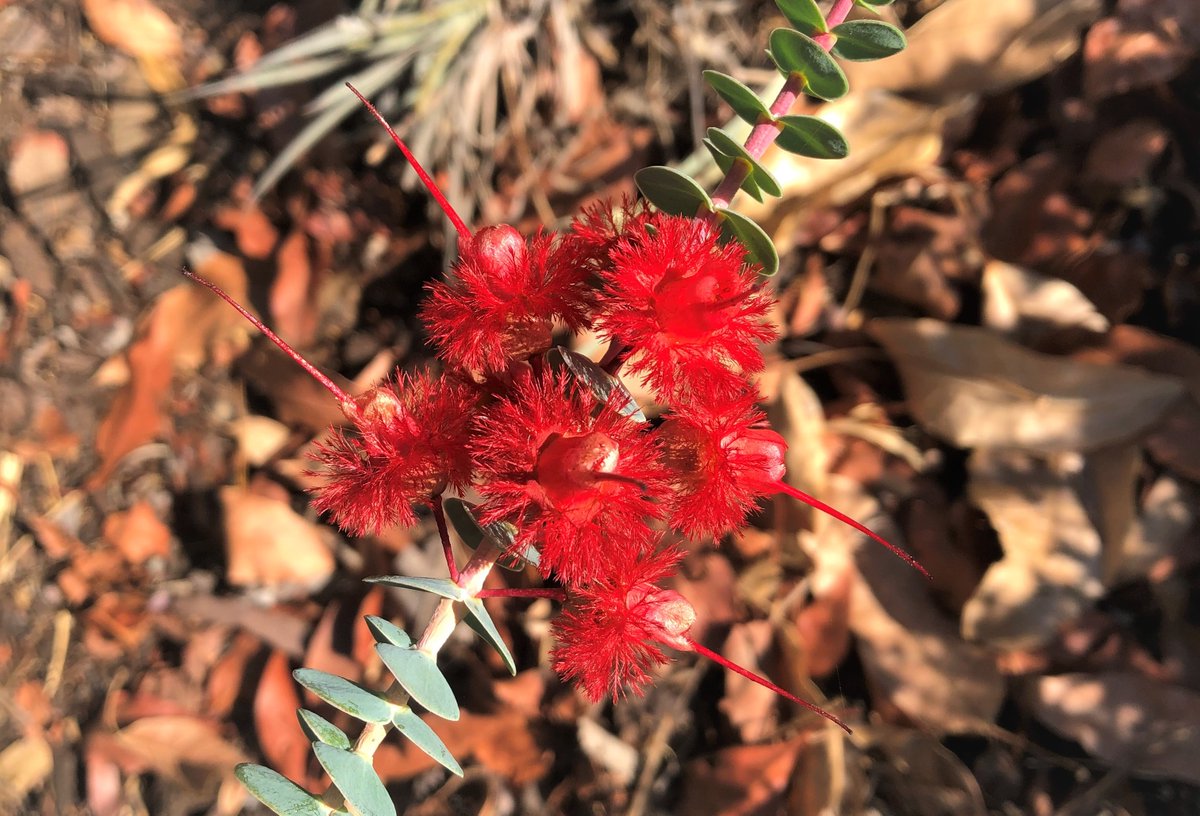 JulietWege's tweet photo. This spectacular scarlet #featherflower has been blooming for nigh on 5 months on my front verge at home — an iconic Western Australian species from our #Kwongan sandplains. So much better than lawn!

#Verticordia grandis #Myrtaceae #ozplants #biodiversity https://t.co/tRFSZMaoYT