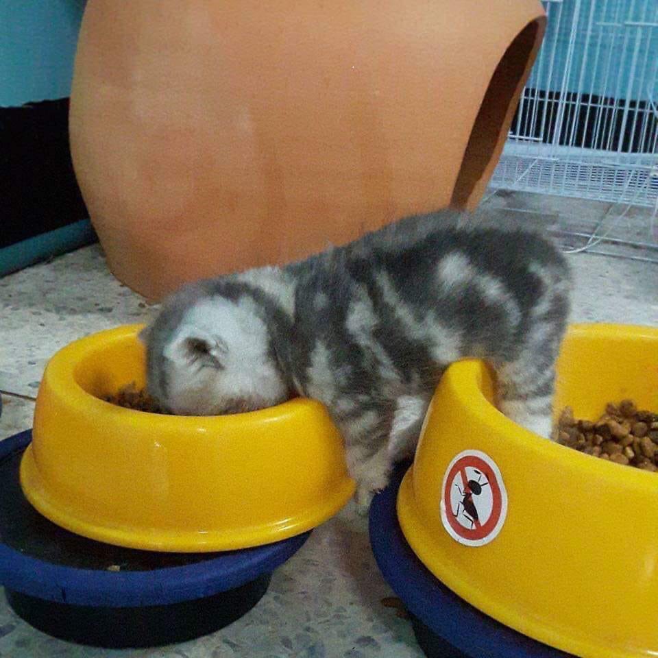 samipangsri's tweet photo. ตายในหน้าที่..
น้อนเอ้ยยยยยยยยย
55555555555555555

#กินขอบแก้วให้ดูหน่อย https://t.co/91XuZPFvko