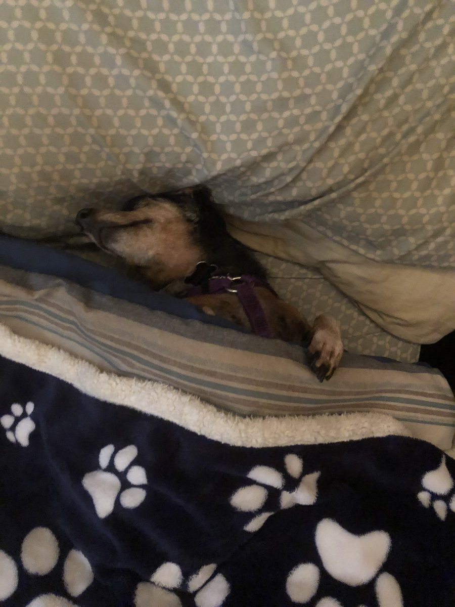 Adge666's tweet photo. We rescued this sweet little baby girl 6 years ago! It was the best day ever! She brings us so much love and happiness! We love watching her sleep and listening to her cute snores. Which I’m listening to right now. So I give you... the crazy sleeping positions of Mitzi Vienna! https://t.co/2VNRXt9VjR