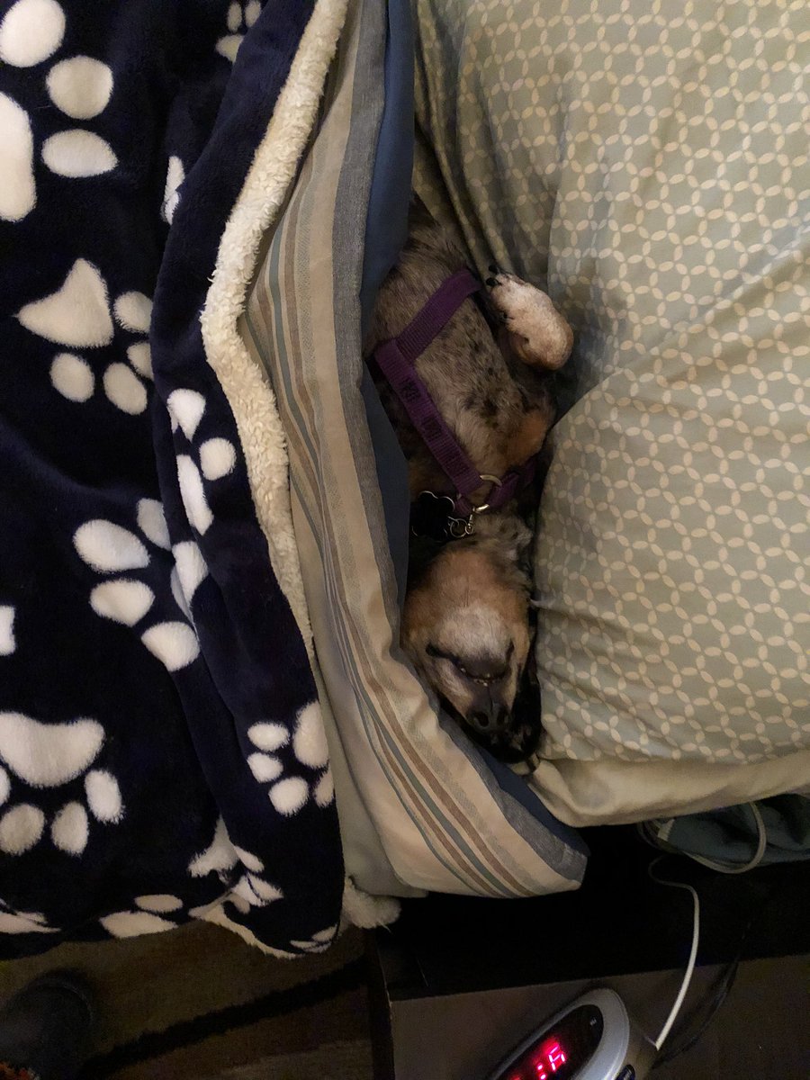 Adge666's tweet photo. We rescued this sweet little baby girl 6 years ago! It was the best day ever! She brings us so much love and happiness! We love watching her sleep and listening to her cute snores. Which I’m listening to right now. So I give you... the crazy sleeping positions of Mitzi Vienna! https://t.co/2VNRXt9VjR