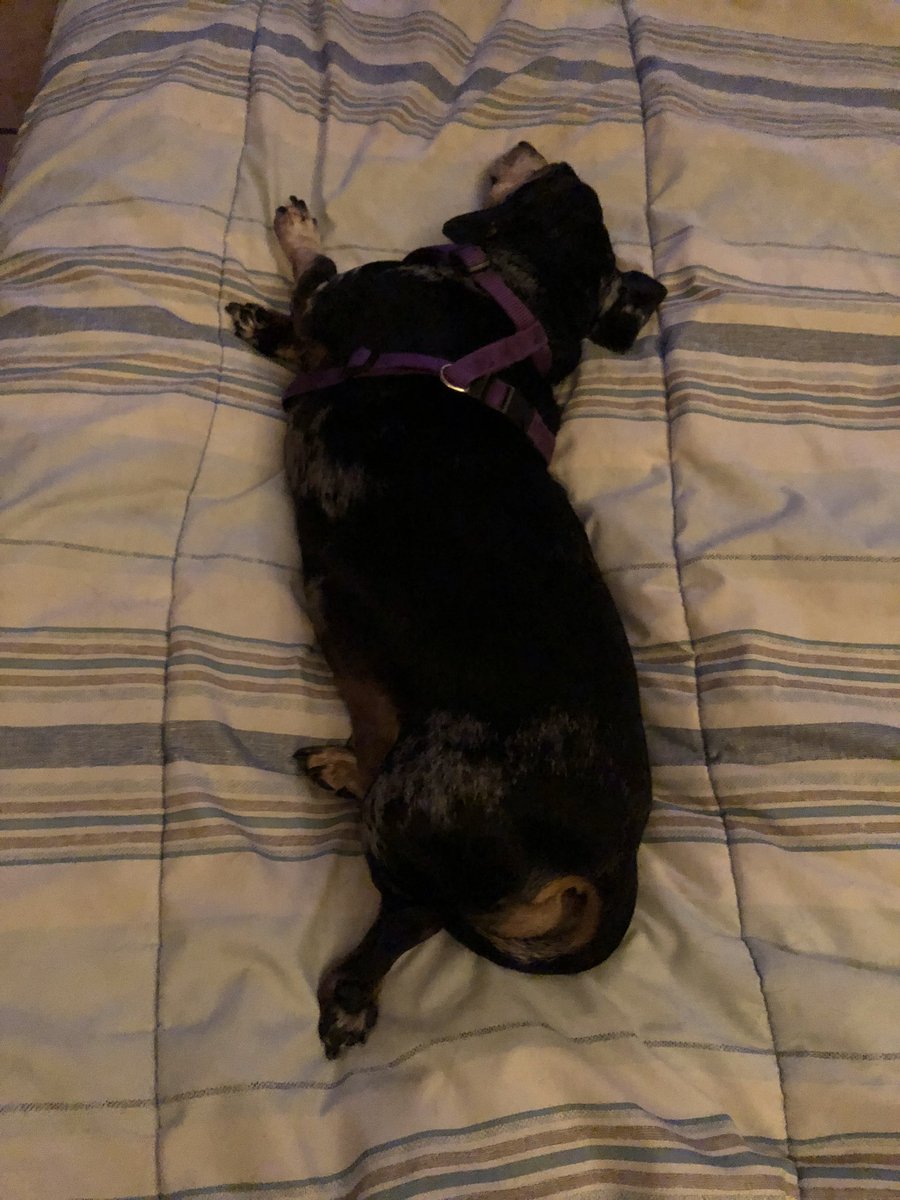 Adge666's tweet photo. We rescued this sweet little baby girl 6 years ago! It was the best day ever! She brings us so much love and happiness! We love watching her sleep and listening to her cute snores. Which I’m listening to right now. So I give you... the crazy sleeping positions of Mitzi Vienna! https://t.co/2VNRXt9VjR
