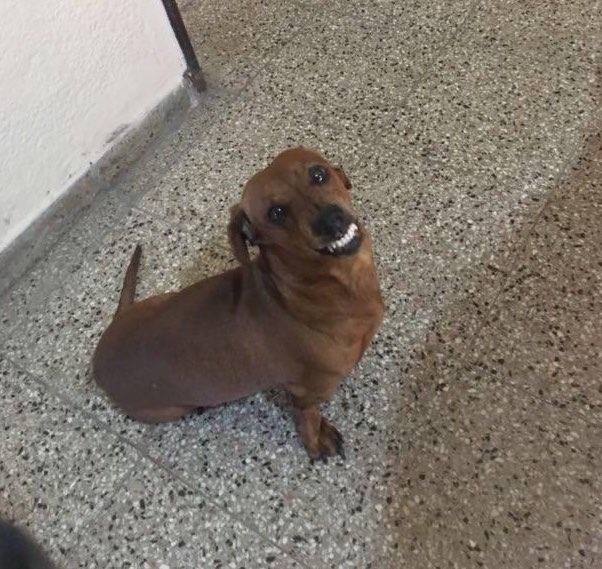 Majoarevaalo's tweet photo. @LaruSanson darle besitos a mi perro male sal https://t.co/eZrQZKeZzR