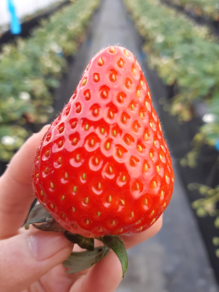 鹿沼花木センター