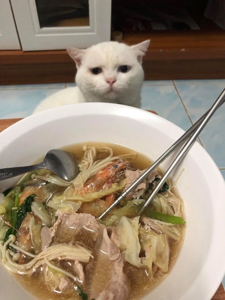 Sawarinni's tweet photo. ถึงจะไม่ได้กิน ขอชิมแค่ขอบจานก็ยังดี
ไปเจอน้องมาในเฟส น่ารักมาก 555555555555555555 

#กินขอบแก้วให้ดูหน่อย https://t.co/7CYaFq15W0