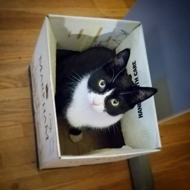 defiant_monkey's tweet photo. "You see what it says... handle me with care!" #MonkeyMansion #catstagram #catsofinstagram #DefiantMonkey https://t.co/X2O8Y6EGMQ