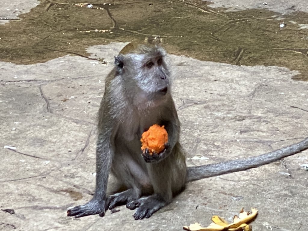 FergaGleeson's tweet photo. #BatuCaves >600 steps in 100F but I made a new friend @ the top!😁 tremendous gratitude to @sharmilasachi68 and her wonderful collegial GI colleagues #WIGNAP #GITAP @MayoClinicGIHep https://t.co/5HbJqdy6eR